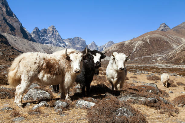 istock three yaks, Nepal Himalayas mountains 1077461342