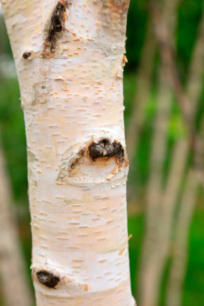 istock birch tree trunks in the garden 1077463144