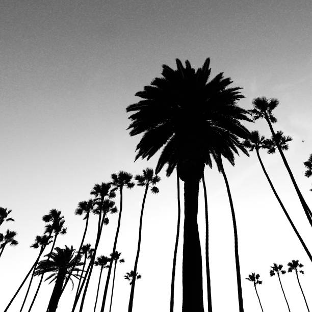 istock California Palm Trees 1077465198