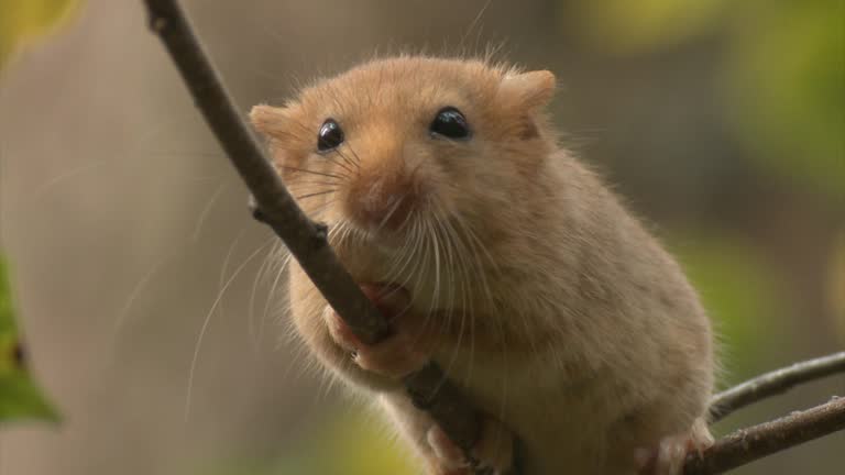 7,821 Mouse Animal Stock Videos and Royalty-Free Footage - iStock | Mouse animal icon, Mouse animal isolated, White mouse animal 7,821 Mouse Animal Stock Videos and Royalty-Free Footage - iStock | Mouse animal icon, Mouse animal isolated, White mouse animal