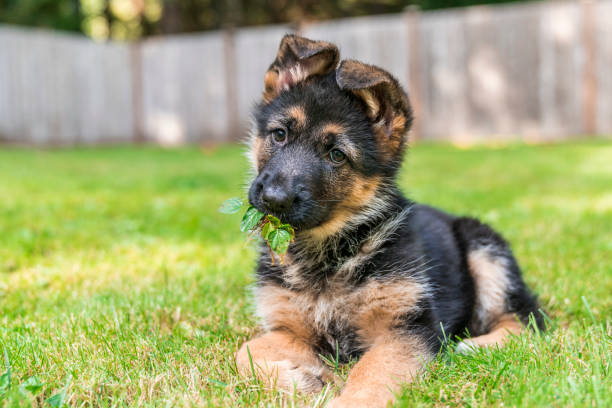 German Shepherd puppy with leaves in her mouth, enjoying sitting in the grass on a sunny day. Puppy is lying down after play and watching her owner. german shepherd stock pictures, royalty-free photos & images
