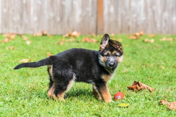 istock German Shepherd puppy guarding her ball in the back yard. 1077470276