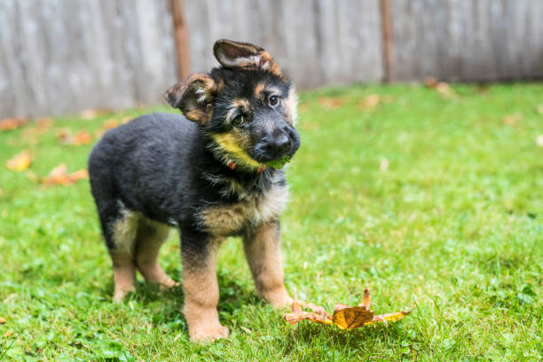 istock German Shepherd puppy with leaves in her mouth practicing the classic head tilt. 1077470416