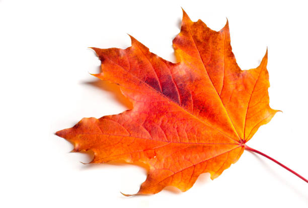 istock Texture, background, pattern. Autumn maple leaves. Background of maple leaves. Red and yellow maple leaves Autumn advance; Autumn motive 1077470518