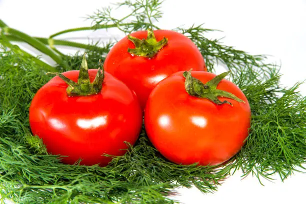 three ripe tomatoes with green leaves lie on a bunch of dill green