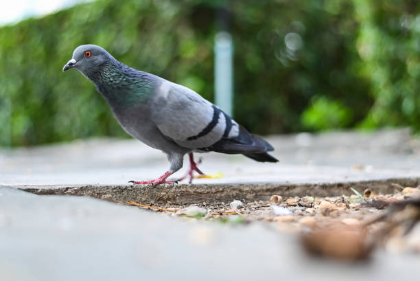 istock Pigeon or dove bird standing in green park. 1077477424