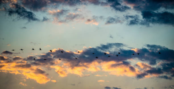istock A flock of cranes flies at sunset. 1077479716