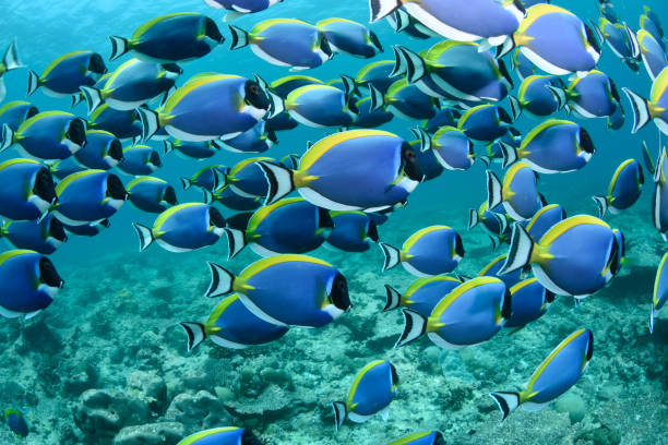 istock Powder Blue Surgeonfish, Maldives 1077482428
