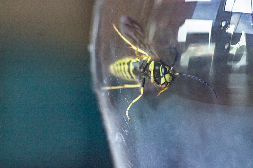 wasp crawling on the glass, side view