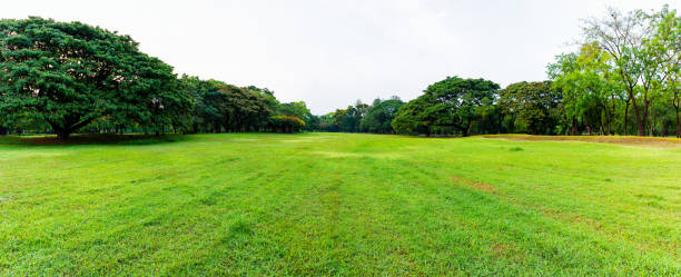 istock Panoramic beautiful landscape in the park with green grass field. 1077485746