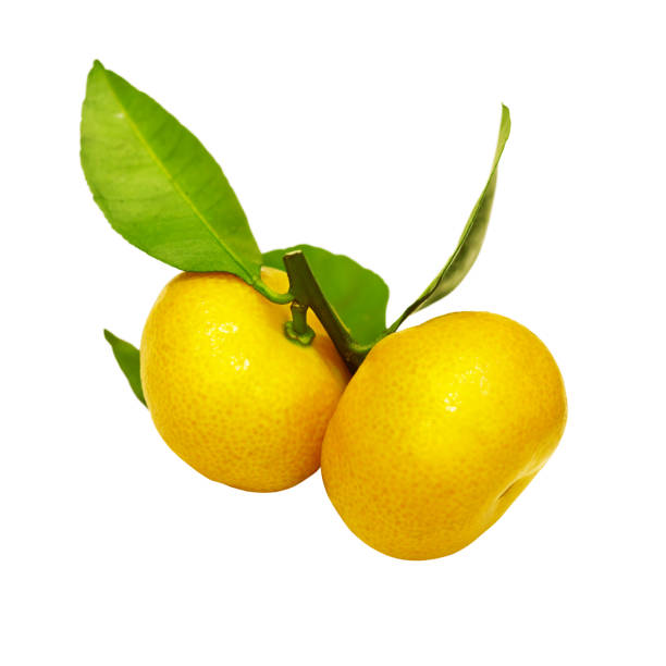 istock Orange fruits with green leaves 1077485818