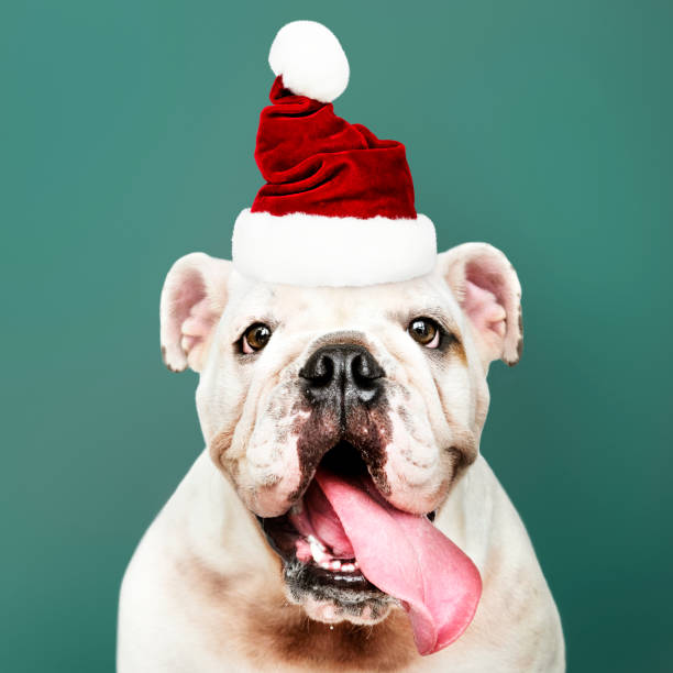 Portrait of a cute Bulldog puppy wearing a Santa hat Portrait of a cute Bulldog puppy wearing a Santa hat bulldog photos stock pictures, royalty-free photos & images