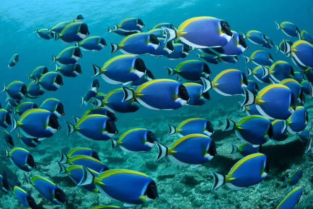 istock Powder Blue Surgeonfish, Maldives 1077485948