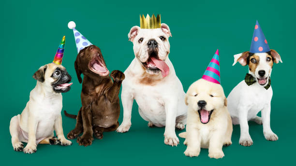 istock Group of puppies celebrating a new year 1077486106