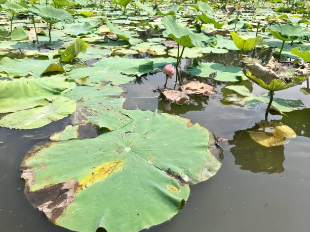 istock Lotus leaf in the pond 1077486408