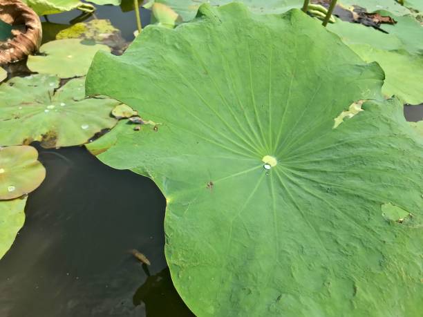 istock Lotus leaf in the pond 1077486414