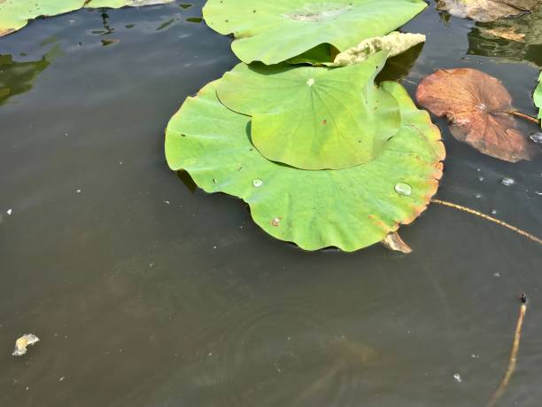 istock Lotus leaf in the pond 1077486506