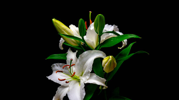 istock Of white lily flowering 1077486594