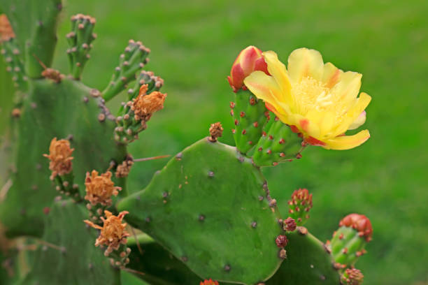 istock Cactus plants in the nursery 1077490390