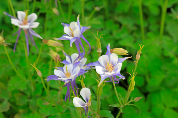 istock Ranunculaceae isopyreae in a park 1077490720