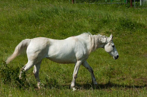 Playful White Welsh Pony Enjoy in  the Freedom of the Meadow in Winter
