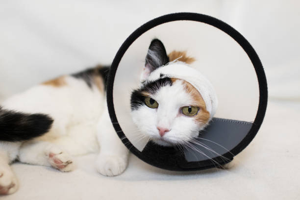 istock adult cat wearing a plastic cone collar to protect it from scratching the wound on a white background 1077493596
