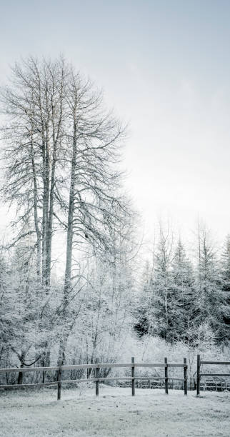istock Trees with fence in winter 1077496288