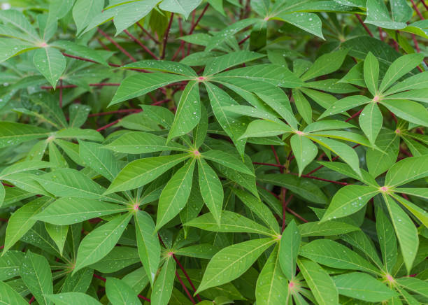 istock Lush Green Leaves after Tropical Rain 1077496978