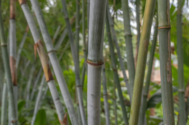 istock Bamboo Trunks Standing Tall in Hawaii Rainforest 1077496996