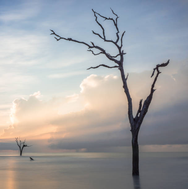 istock sunrise on a calm and empty beach with driftwood and reflections 1077500526