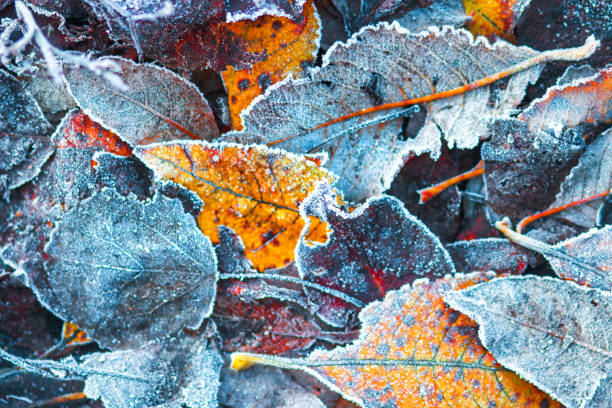 istock Frosty autumn leaves in november 1077501422