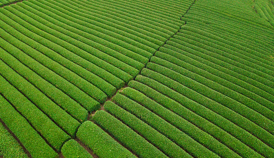 Beautiful landscape in the morning at Cau Dat, Da Lat city, Lam Dong province. Wind power on tea hill, morning scenery on the hillside of tea planted in the misty highlands below the beautiful valley