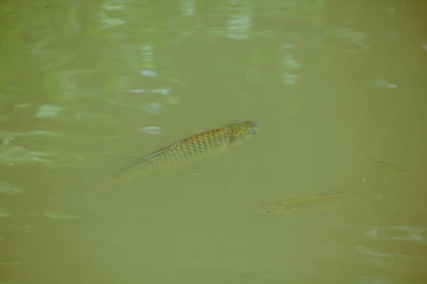 Barbonymus gonionotus  in water. Barbonymus gonionotus is a freshwater fish in nature. tin foil barb stock pictures, royalty-free photos & images