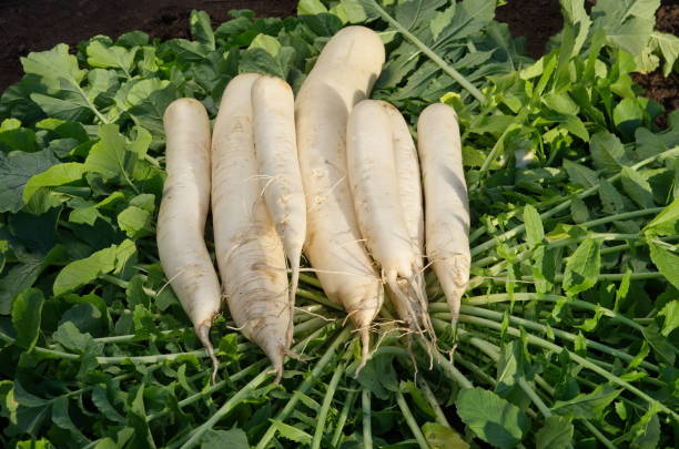 istock Fresh daikon radish crop 1077507858