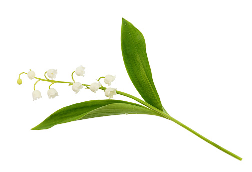 Closeup of lily of the valley flower isolated on white