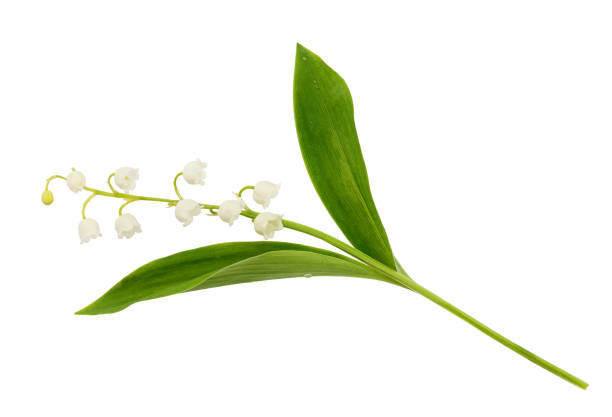 closeup of lily of the valley flower - lily nature flower macro imagens e fotografias de stock