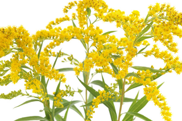 istock Flowers of a yellow goldsmith. 1077512766