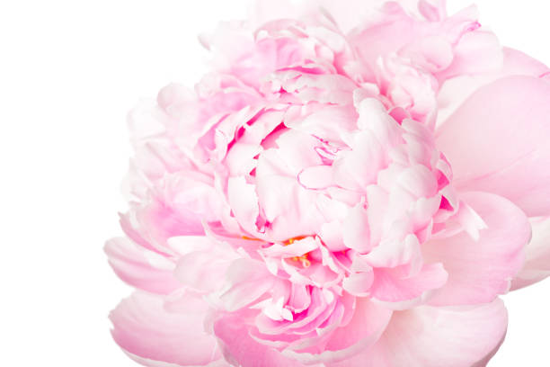 istock Pink peony flower isolated on white background 1077513090