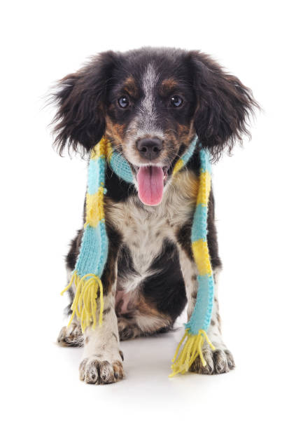 istock Dog in a scarf. 1077514398
