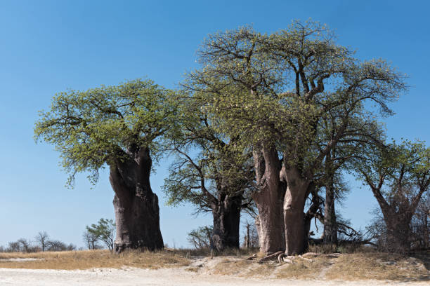 istock Baines baobab from Nxai Pan National Park, Botswana 1077515562