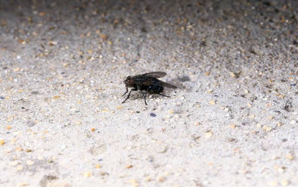 istock Embalmed, taken in the wild 1077515580