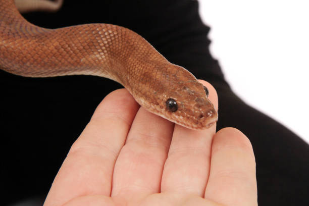 istock brown snake in human hand 1077517244