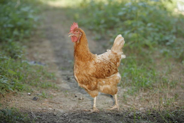 istock Hen chick rearing in natural. 1077519966
