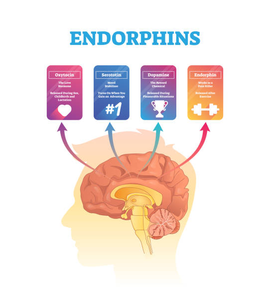Endorphins vector illustration. Isolated hormones scheme with human brain. Endorphins vector illustration. Isolated human brain cross section hormones scheme. Exposure and release time for oxytocin, serototin, dopamine and endorphin. Anatomical and biochemical explanation. dopamine stock illustrations