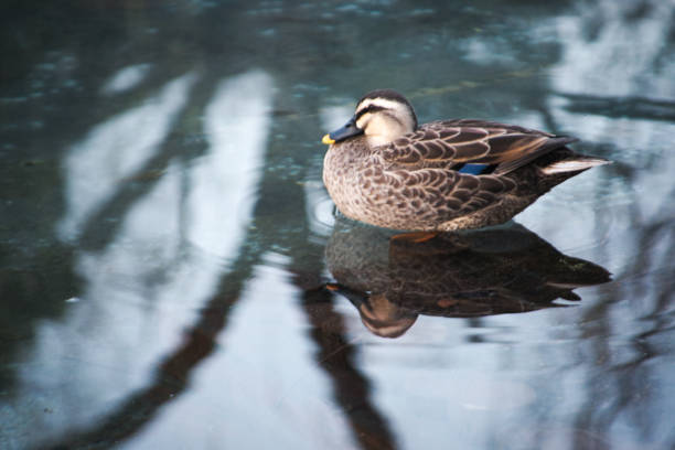 Pond of the duck