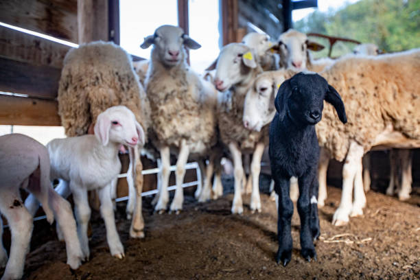 Black Lamb in Flock of White Sheep.