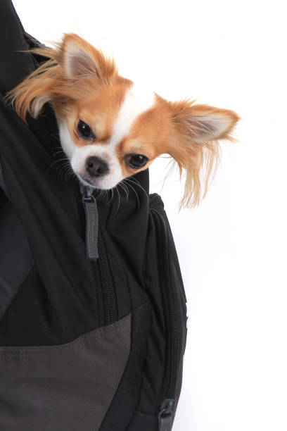 istock chihuahua in the bag 1077522490