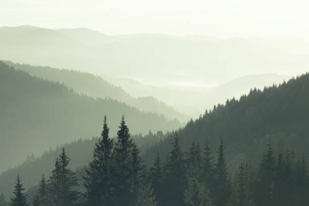 istock Mountains covered with woods in the early morning mist 1077522928