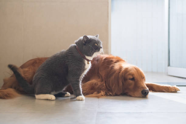 istock Golden Hound Intimate with British short-haired cat 1077523838