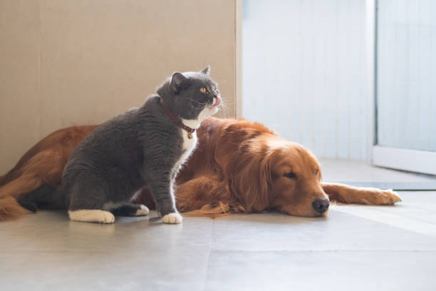 istock Golden Hound Intimate with British short-haired cat 1077523854